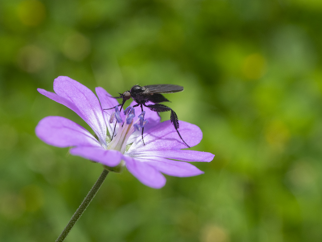 IMAGES\Bermooievaarsbek (Geranium pyrenaicum)\P1280461_sm.jpg
